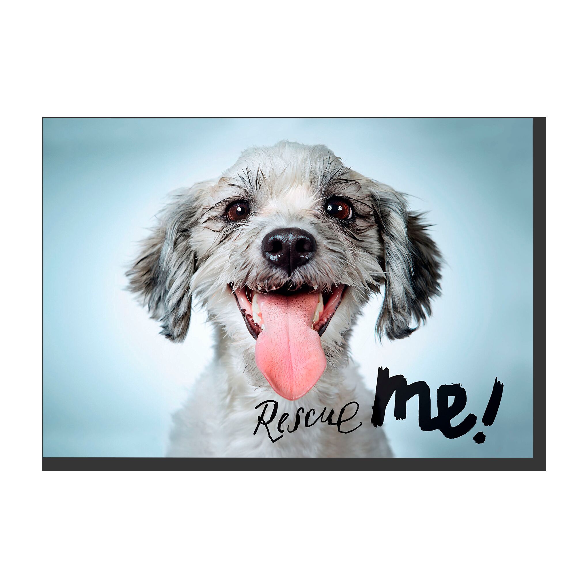 Rescue Me: Dog Adoption Portraits and Stories from New York City