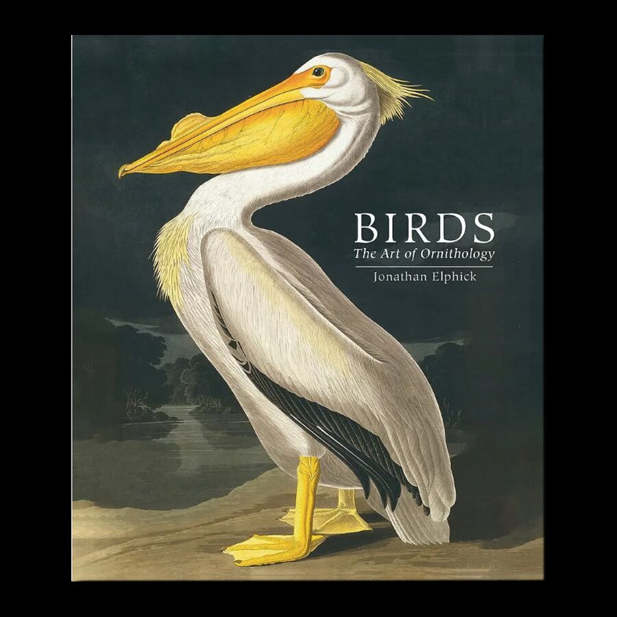 Birds: The Art of Ornithology