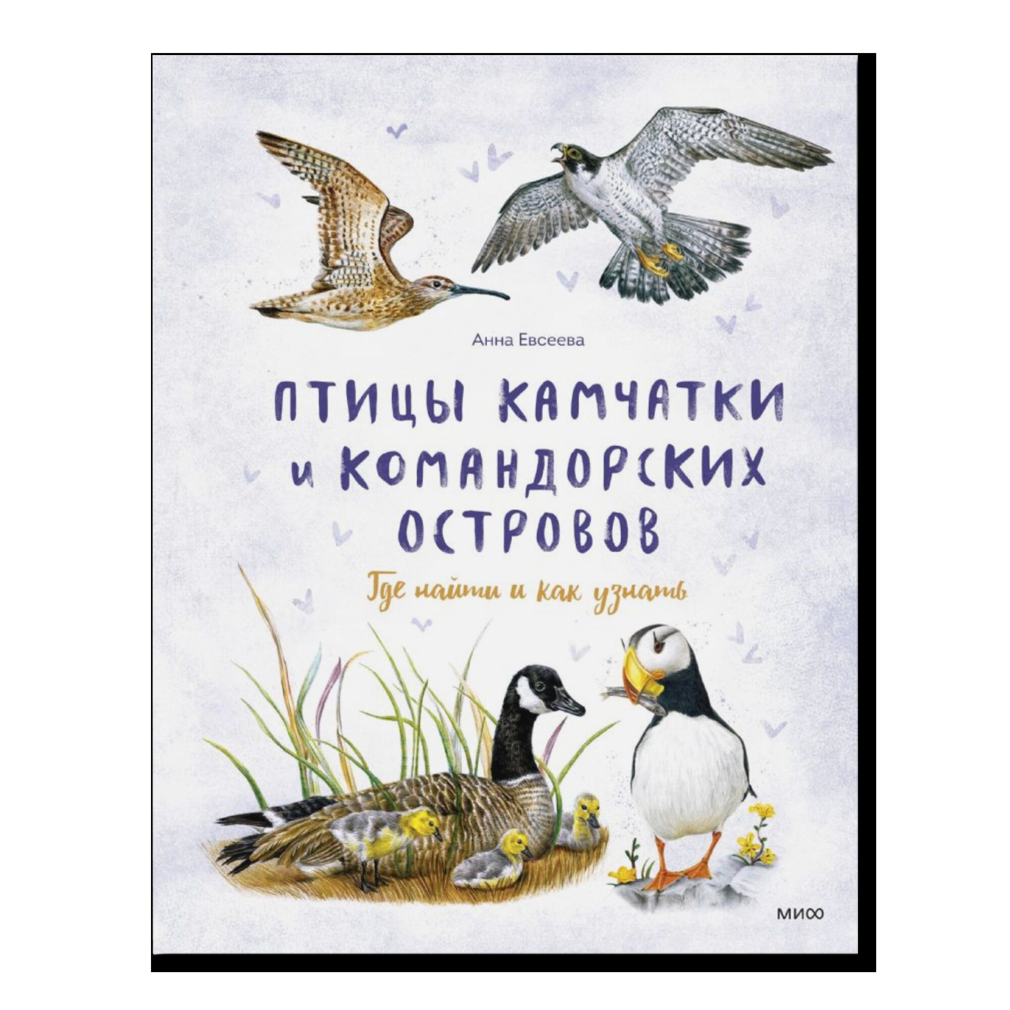Птицы Камчатки и Командорских островов. Где найти и как узнать