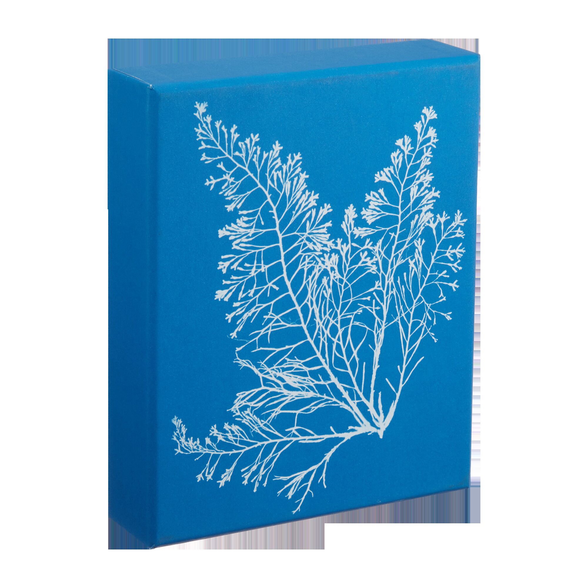 Sunprint Notecards: The Cyanotypes of Anna Atkins